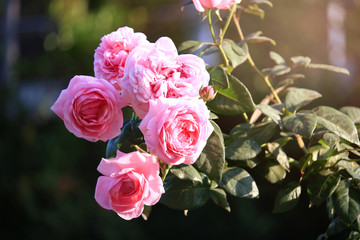 Pink English roses blooming in the summer garden, one of the most fragrant flowers, best smelling, beautiful and romantic flowers