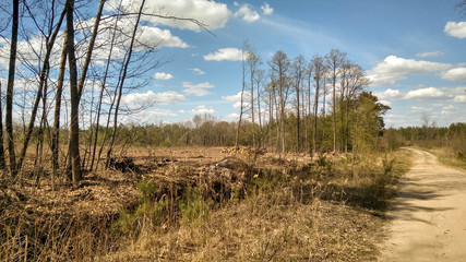 cut down trees in the forest © Roman