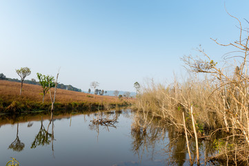 pond and dry tree landscape