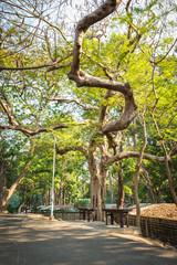 Obraz premium Abstract of Bough Tree
