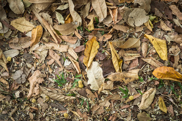 Texture Background Of Dry Leaf