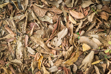 Texture Background Of Dry Leaf