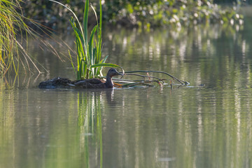 Germano reale femmina