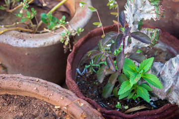 View of the pots with herbs and vegetable plants in a garden