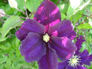 purple flower in the garden