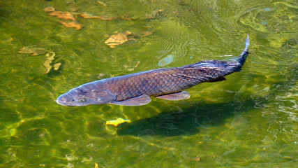 悠然と泳ぐ小池の鯉