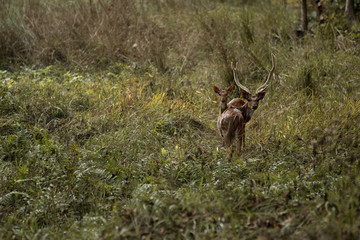 deer in the grass 
deer
wildlife


