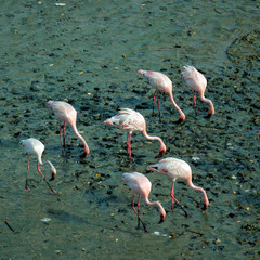 flamingos in the lake