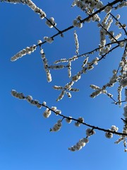 almond tree blossom