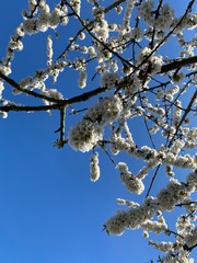blooming cherry tree