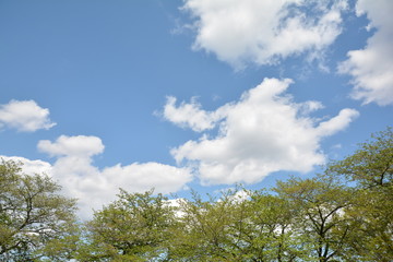 Obraz premium 晴天