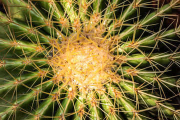 Close up thorn cactus texture background.