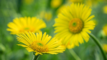 Gros plan de magnifiques fleurs jaunes