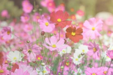 Obraz na płótnie Canvas Pink cosmos flower blooming cosmos flower field, beautiful vivid natural summer garden outdoor park image.