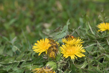 dandelion with a butterfly