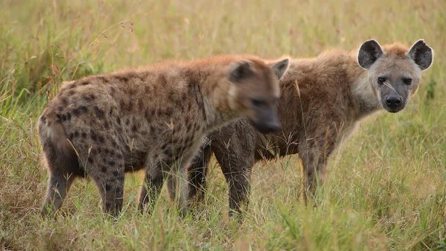 Two young spotted hyenas in the Maasai Mara Reserve in Kenya. Slow motion video.