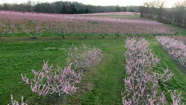 Fresh fruit trees, cherry peach apple blossoms, blossoms, aerial drone view of pink flowers on fruit trees in orchard during beautiful sunny spring morning