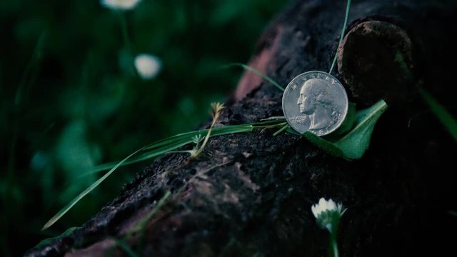 A bug crawls in the foreground of a US quarter resting on a branch and foregrounding nature; the age-old duality between commerce and environment.

Tripod. Fixed Focus. Close-Up. 23.976 FPS.