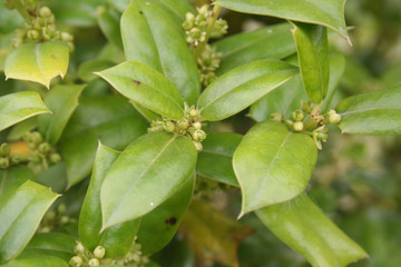 Ilex aquifolium bush in bloom, Holly tree with small pale yellow flowers on springtime