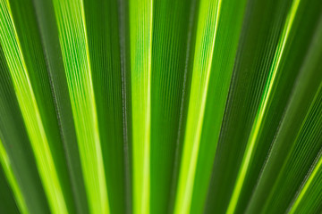 Green leaf of palm tree texture background. Macro, shallow depth of field. 