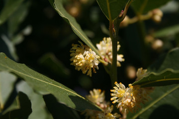Many yellow flowers of Laurel bush on branch. Laurus nobilis in bloom
