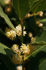Many yellow flowers of Laurel bush on branch. Laurus nobilis in bloom
