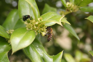 Apis mellifera on Ilex aquifolium flowers. Honey bee on yellow Holly flowers on springtime.
