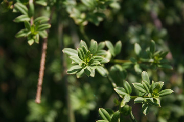 Jasminum nudiflorum bush on springtime. Winter jasmine bush in the garden
