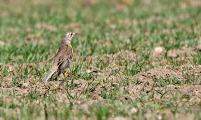 Fototapeta premium Mistle Thrush in search of worms in the field