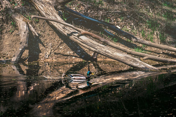 magical lake in the magic forest