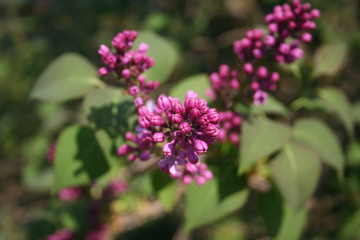 Lilac blossoms and flowers on branch in springtime. Syringa vulgaris in bloom 
