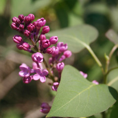 Lilac blossoms and flowers on branch in springtime. Syringa vulgaris in bloom 