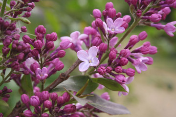 Lilac blossoms and flowers on branch in springtime. Syringa vulgaris in bloom 