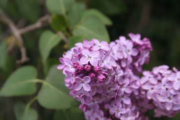 Lilac blossoms and flowers on branch in springtime. Syringa vulgaris in bloom 