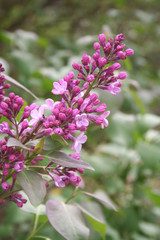 Fototapeta na wymiar Lilac blossoms and flowers on branch against blue sky on springtime. Syringa vulgaris in bloom 