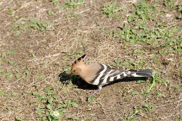 Hoopoe, Common Hoopoe (Upupa epops) Eurasian Hoopoe, in green grass.
