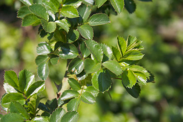 Obraz premium Climbing rose bush growing in the garden on a sunny day on springtime 