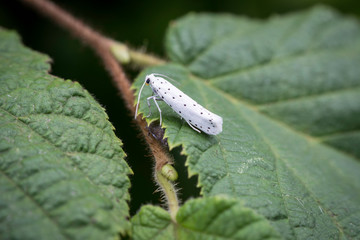 petit papillon blanc tacheté noir