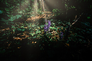 Magic light in the magic forest