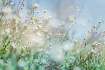 Tiny green leaves and white flowers of wildflowers in early spring. Tender spring Easter background