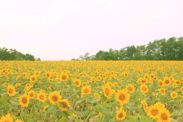 ひまわり畑