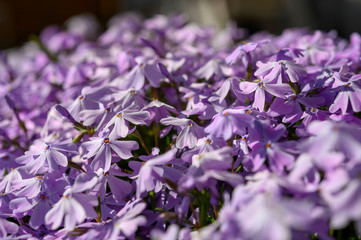 lila Blumen