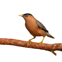 Brahminy Starling Bird