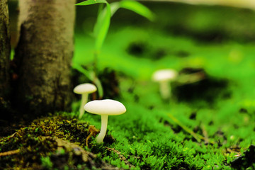 mushroom on the moss