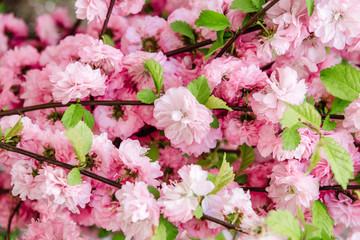background, beautiful, beauty, bloom, blooming, blossom, botany, branch, cherry, floral, flower, garden, green, japan, nature, park, petal, pink, plant, red, rose, season, spring, summer, tree, white