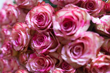 pink roses background