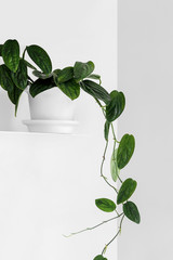 Modern houseplants on a white shelf in the white living room, minimal creative home decor concept with copy space, Monstera Peru or Monstera Karstenianum