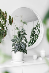 Modern houseplants on a white drawer with a white round mirror in the white living room, minimal creative home decor concept, Scindapsus Pictus Silver Lady, Begonia Maculata, Monstera Epipremnoides