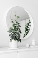 Modern houseplants on a white drawer with a white round mirror in the white living room, minimal creative home decor concept, Scindapsus Pictus Silver Lady, Monstera Epipremnoides