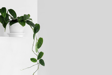 Modern houseplants on a white shelf in the white living room, minimal creative home decor concept...